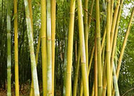 Bamboo